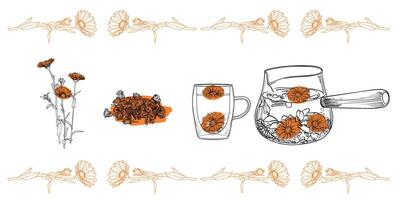 Line art tea from plant to pot. Hand drawn tea illustration. Calendula tea design for online and print tea projects. Outline line art for bar or cafe menu designs. vector