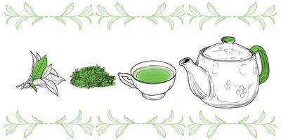 Line art tea from plant to pot. Hand drawn tea illustration. Green tea design for online and print tea projects. Outline line art with flat colored details for bar or cafe menu designs. vector