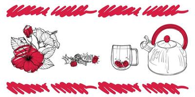 Line art tea from plant to pot. Hand drawn tea illustration. Hibiscus tea design for online and print tea projects. Outline line art with flat colored details for bar or cafe menu designs. vector