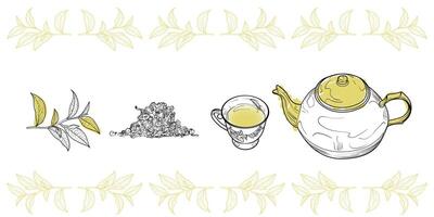Line art tea from plant to pot. Hand drawn tea illustration. Oolong tea design for online and print tea projects. Outline line art with flat colored details for bar or cafe menu designs. vector