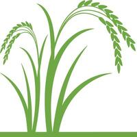 Botanical green color and white illustration rice tree. vector