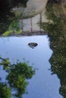 Freshwater turtle or terrapin surfacing it's head and snout on clear reflection water surface close up shot in vertical orientation photo