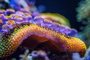 A close up of a colorful coral with many small bubbles photo
