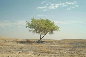 A lone tree in the middle of a desert photo