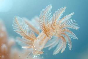 A sea anemone with its tentacles out photo
