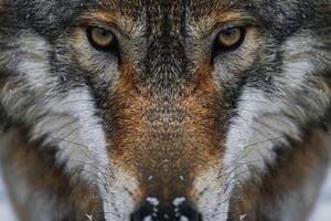 A close up of a wolf's face photo