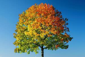 A tree with colorful leaves in the fall photo