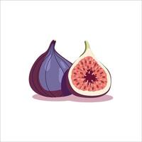 Hand drawn illustration of figs. Tropical fruit design. vector