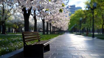 A bench is placed in a park with cherry blossoms in the background photo