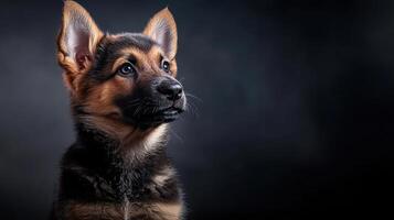 A german shepherd dog looking up at the sky photo