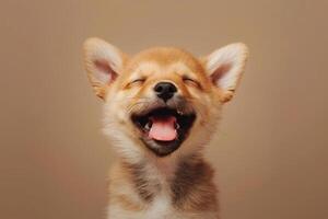 A cute little dog with its mouth open photo