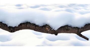 A branch covered in snow photo