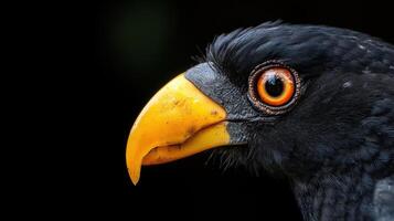A close up of a black bird with orange beak photo