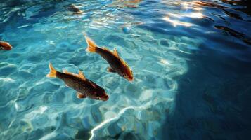 Three fish swimming in a pool of water photo