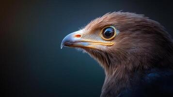A close up of an eagle's head with a big yellow eye photo