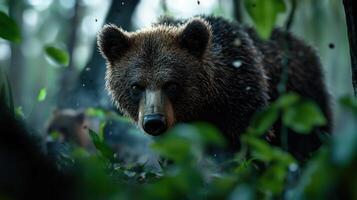 A brown bear is walking through the woods photo