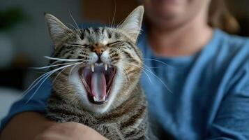 A cat is shown with its mouth open, showing its teeth photo