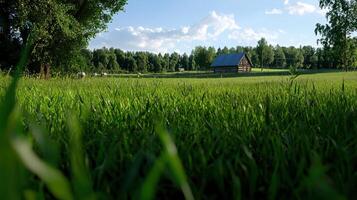 A grassy field with a barn in the distance photo
