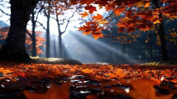 Autumn leaves on the ground in a forest photo