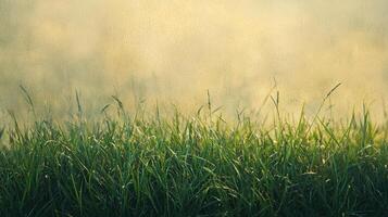 A field of grass with fog in the background photo
