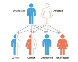 Mendelian genetic the three possible genetic conditions for a trait inherited in a recessive manner vector
