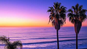 Palm trees at sunset in laguna beach, california photo