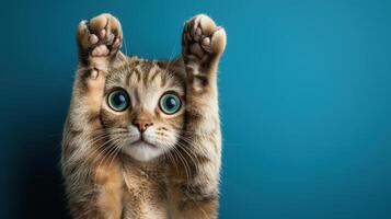 A cat with big blue eyes is standing on its hind legs photo