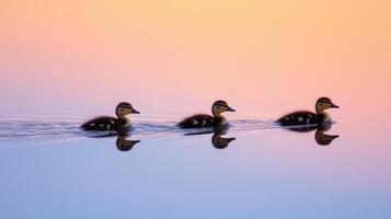 Three ducklings swim in the water at sunset photo