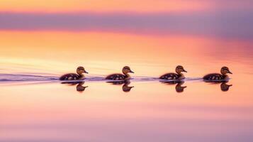 Four ducklings are walking across the water at sunset photo
