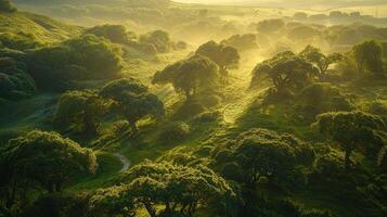 The sun shines through the trees in a green valley photo