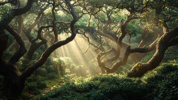 Sunlight streams through the gnarled branches of trees in a lush forest. The scene radiates tranquility as rays illuminate the greenery below, creating a magical atmosphere photo