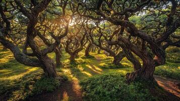 Sunlight breaks through a dense canopy in a grove of twisted trees, casting enchanting shadows on the lush green ground. The scene is serene and alive with nature's beauty photo