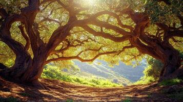 The sun shines through the branches of an old tree photo
