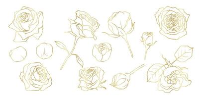 Hand drawn rose flower golden line art illustration with floral botanical elements nature outline and sketch style vector