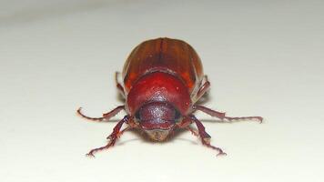 A brown beetle with a reddish hue is captured in sharp detail, its oval-shaped body and intricate leg details clearly visible against a light background photo