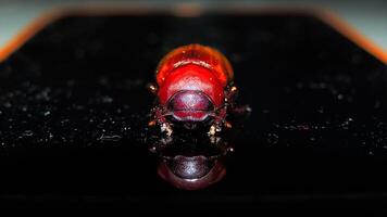 A vibrant red and black beetle with a distinctive white spot is captured in sharp detail, its glossy shell and intricate patterns highlighted against a dark background photo