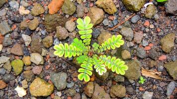 A vibrant green Biophytum plant, known for its sensitivity to touch, grows among pebbles. Its delicate, pinnate leaves are spread out, capturing the unique beauty of this small herb photo