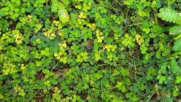 A patch of vibrant green clover leaves, some with the classic four-leaf variation, fills the frame, symbolizing luck and nature's simple beauty photo