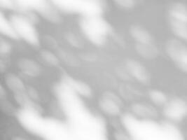 Leaves of Tree Shadow on White Concrete Wall Background, Suitable for Product Presentation and Backdrop. photo