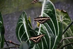 Giant Swallowtail Butterfly Feeding on Nectar in a Garden photo