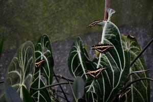 Papilio cresphontes. Majestic Giant Swallowtail in Nature photo