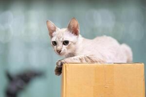 Cute cat is top carton box on blurry background. Cute little kitten is sitting and looking above the brown box photo