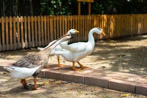 The White Goose with Brown Goose lives on the ground photo