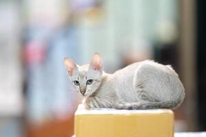 Little cat is looking backside from above a paper box with blurry background. photo