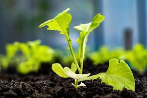 cerca arriba de un brote plantado en el suelo para plantando el tallos de col rizada coles creciente en el suelo. suelo para cultivo es un contiene nutrientes foto