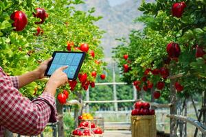Concept farmers use technology tablets to monitor agricultural in apple garden photo