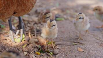 A hen guides a group of striped chicks walking on a sunlit, leaf covered ground. Shadows of trees and a resting bird add depth to the natural scene. video
