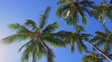 Upward view of tall palm trees swaying in a light breeze, with sunlight filtering through the fronds and a vibrant blue sky in a tropical setting. video
