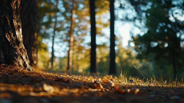 A tree trunk is surrounded by a forest floor with leaves scattered around it photo