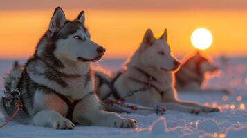 A group of Siberian huskies lounges on a snowy surface as the sun sets, casting a warm glow over the tranquil winter landscape, creating a serene atmosphere in the chilly environment. photo